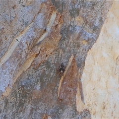 Stenocotis depressa at Deakin, ACT - 2 Dec 2024 09:47 AM