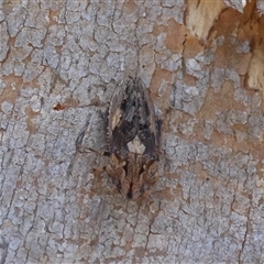 Stenocotis depressa at Deakin, ACT - 2 Dec 2024 09:47 AM