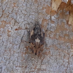 Stenocotis depressa at Deakin, ACT - 2 Dec 2024 09:47 AM