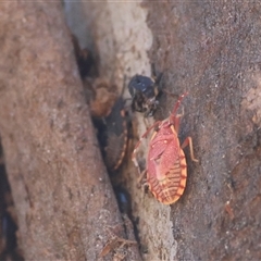 Diemenia rubromarginata (Pink-margined bug) at Deakin, ACT - 2 Dec 2024 by LisaH