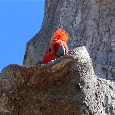 Callocephalon fimbriatum (Gang-gang Cockatoo) at Deakin, ACT - 2 Dec 2024 by LisaH