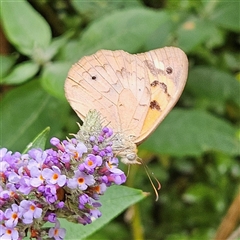 Heteronympha merope (Common Brown Butterfly) at Braidwood, NSW - 31 Dec 2024 by MatthewFrawley