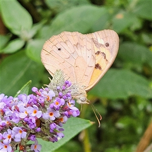 Heteronympha merope at Braidwood, NSW - 31 Dec 2024 09:29 AM