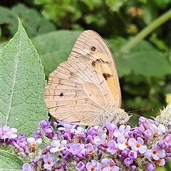 Heteronympha merope at Braidwood, NSW - 31 Dec 2024 09:29 AM