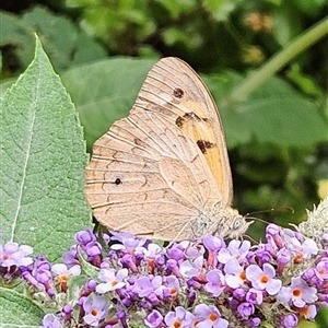 Heteronympha merope at Braidwood, NSW - 31 Dec 2024 09:29 AM