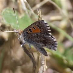 Lucia limbaria (Chequered Copper) at Hughes, ACT - 2 Dec 2024 by LisaH