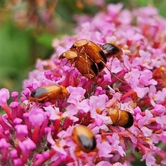 Phyllotocus macleayi (Nectar scarab) at Braidwood, NSW - 31 Dec 2024 by MatthewFrawley