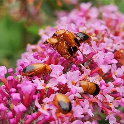 Phyllotocus macleayi (Nectar scarab) at Braidwood, NSW - 30 Dec 2024 by MatthewFrawley