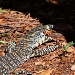 Varanus varius at Guerilla Bay, NSW - 25 Apr 2016 by AlisonMilton