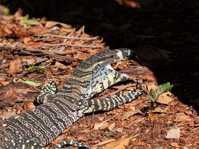 Varanus varius at Guerilla Bay, NSW - 25 Apr 2016 by AlisonMilton