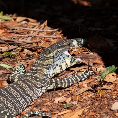 Varanus varius at Guerilla Bay, NSW - 25 Apr 2016 by AlisonMilton