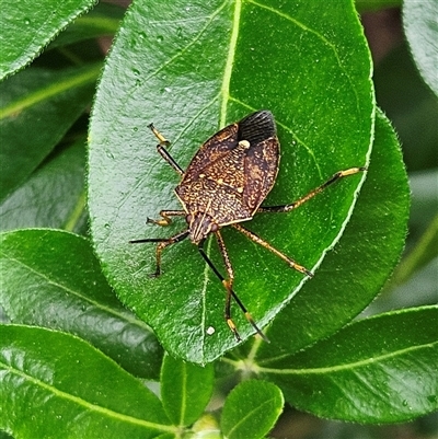 Poecilometis strigatus (Gum Tree Shield Bug) at Braidwood, NSW - 31 Dec 2024 by MatthewFrawley