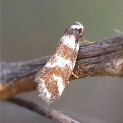 Isomoralla eriscota (A concealer moth) at Hughes, ACT - 3 Dec 2024 by LisaH