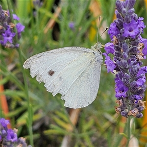 Pieris rapae at Braidwood, NSW - 31 Dec 2024