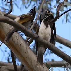 Entomyzon cyanotis (Blue-faced Honeyeater) at Hughes, ACT - 5 Dec 2024 by LisaH