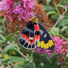 Delias harpalyce (Imperial Jezebel) at Braidwood, NSW - 31 Dec 2024 by MatthewFrawley