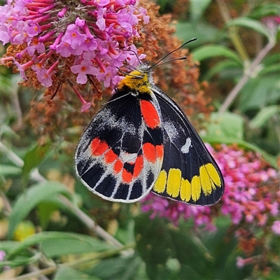 Delias harpalyce (Imperial Jezebel) at Braidwood, NSW - 31 Dec 2024 by MatthewFrawley