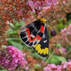 Delias harpalyce at Braidwood, NSW - 31 Dec 2024 01:26 PM