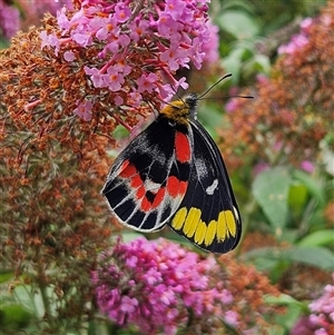 Delias harpalyce at Braidwood, NSW - 31 Dec 2024 01:26 PM