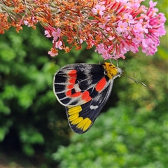 Delias harpalyce at Braidwood, NSW - 31 Dec 2024 01:26 PM