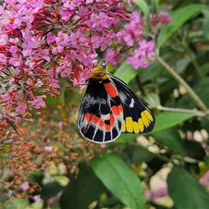 Delias harpalyce at Braidwood, NSW - 31 Dec 2024 01:26 PM