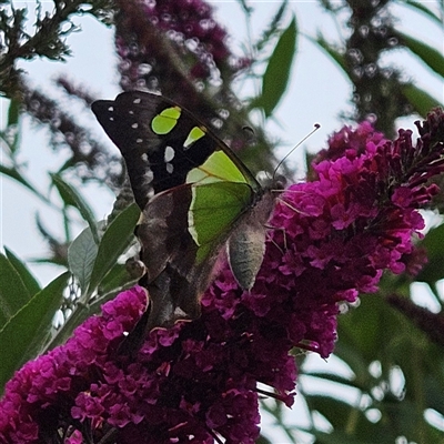 Graphium macleayanum (Macleay's Swallowtail) at Braidwood, NSW - 31 Dec 2024 by MatthewFrawley