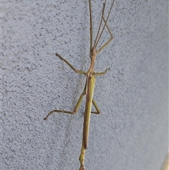 Unidentified Stick insect (Phasmatodea) at Kandos, NSW - 30 Dec 2024 by aussiejai