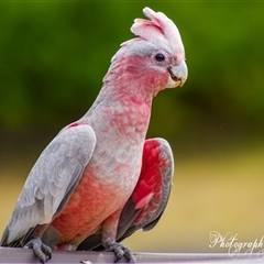 Eolophus roseicapilla (Galah) at Kandos, NSW - 31 Dec 2024 by aussiejai