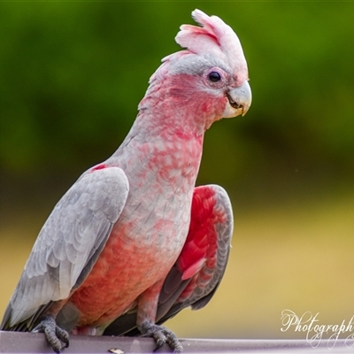 Eolophus roseicapilla (Galah) at Kandos, NSW - 31 Dec 2024 by aussiejai