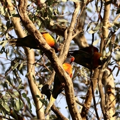 Trichoglossus moluccanus (Rainbow Lorikeet) at Hughes, ACT - 7 Dec 2024 by LisaH