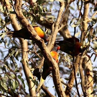 Trichoglossus moluccanus (Rainbow Lorikeet) at Hughes, ACT - 7 Dec 2024 by LisaH