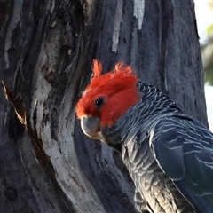 Callocephalon fimbriatum (Gang-gang Cockatoo) at Hughes, ACT - 7 Dec 2024 by LisaH