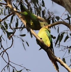 Polytelis swainsonii (Superb Parrot) at Hughes, ACT - 7 Dec 2024 by LisaH