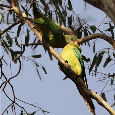 Polytelis swainsonii (Superb Parrot) at Hughes, ACT - 7 Dec 2024 by LisaH