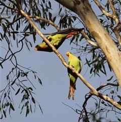 Polytelis swainsonii at Hughes, ACT - 7 Dec 2024