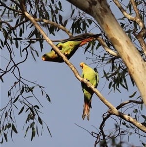 Polytelis swainsonii at Hughes, ACT - suppressed