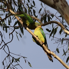 Polytelis swainsonii at Hughes, ACT - 7 Dec 2024