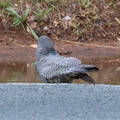 Callocephalon fimbriatum (Gang-gang Cockatoo) at Hughes, ACT - 7 Dec 2024 by LisaH