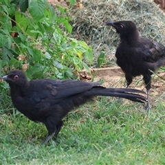 Corcorax melanorhamphos (White-winged Chough) at Hughes, ACT - 25 Nov 2024 by LisaH