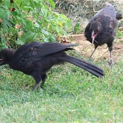 Corcorax melanorhamphos at Hughes, ACT - suppressed