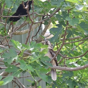 Corcorax melanorhamphos at Hughes, ACT - suppressed