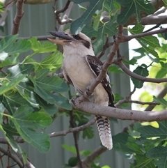 Dacelo novaeguineae (Laughing Kookaburra) at Hughes, ACT - 25 Nov 2024 by LisaH