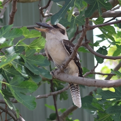 Dacelo novaeguineae (Laughing Kookaburra) at Hughes, ACT - 25 Nov 2024 by LisaH