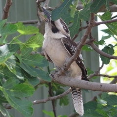 Dacelo novaeguineae at Hughes, ACT - suppressed