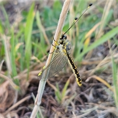 Suhpalacsa flavipes (Yellow Owlfly) at Hawker, ACT - 31 Dec 2024 by sangio7