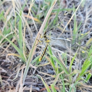 Suhpalacsa flavipes at Hawker, ACT - 31 Dec 2024 06:59 AM