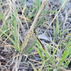 Suhpalacsa flavipes at Hawker, ACT - 31 Dec 2024 06:59 AM