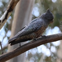 Callocephalon fimbriatum (Gang-gang Cockatoo) at Mongarlowe, NSW - 8 Dec 2024 by LisaH