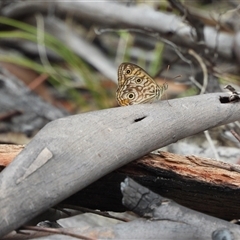 Geitoneura acantha (Ringed Xenica) at Rendezvous Creek, ACT - 31 Dec 2024 by DavidDedenczuk