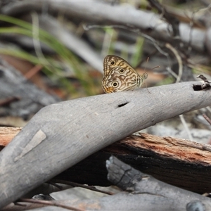 Geitoneura acantha at Rendezvous Creek, ACT - 31 Dec 2024 12:02 PM